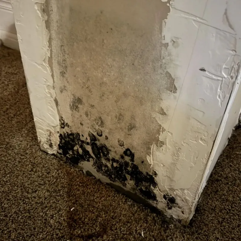 Professional Mold Removal in Mena, AR